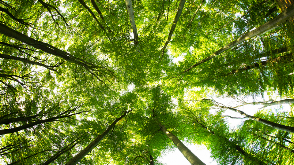 Certification International Indonesia