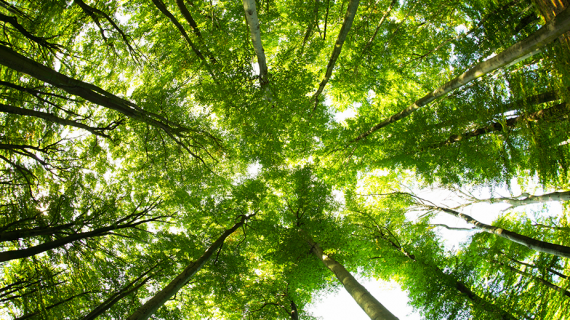 Certification International Indonesia